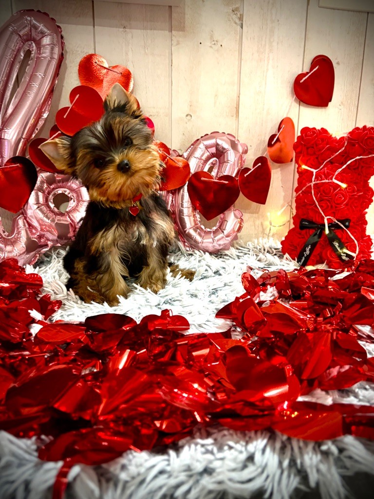 Eternal Blue Diamond - Chiots disponibles - Yorkshire Terrier