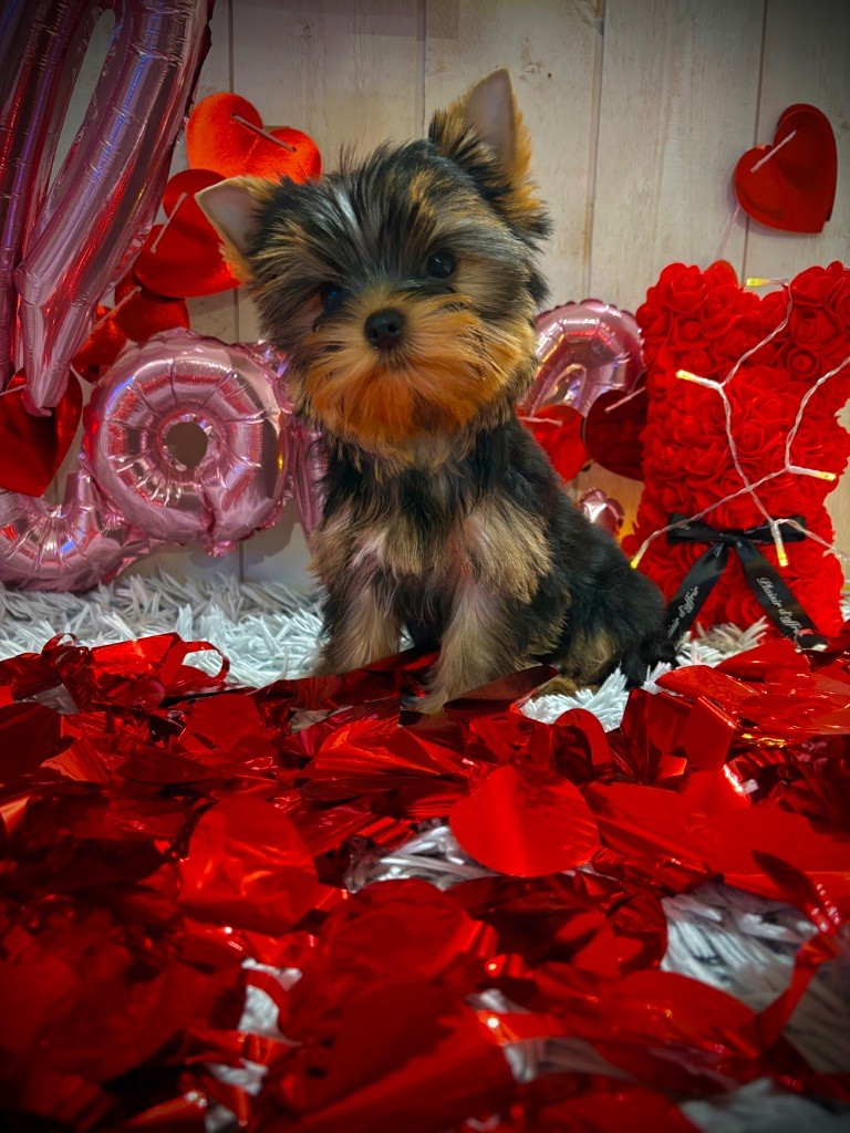 Eternal Blue Diamond - Chiots disponibles - Yorkshire Terrier