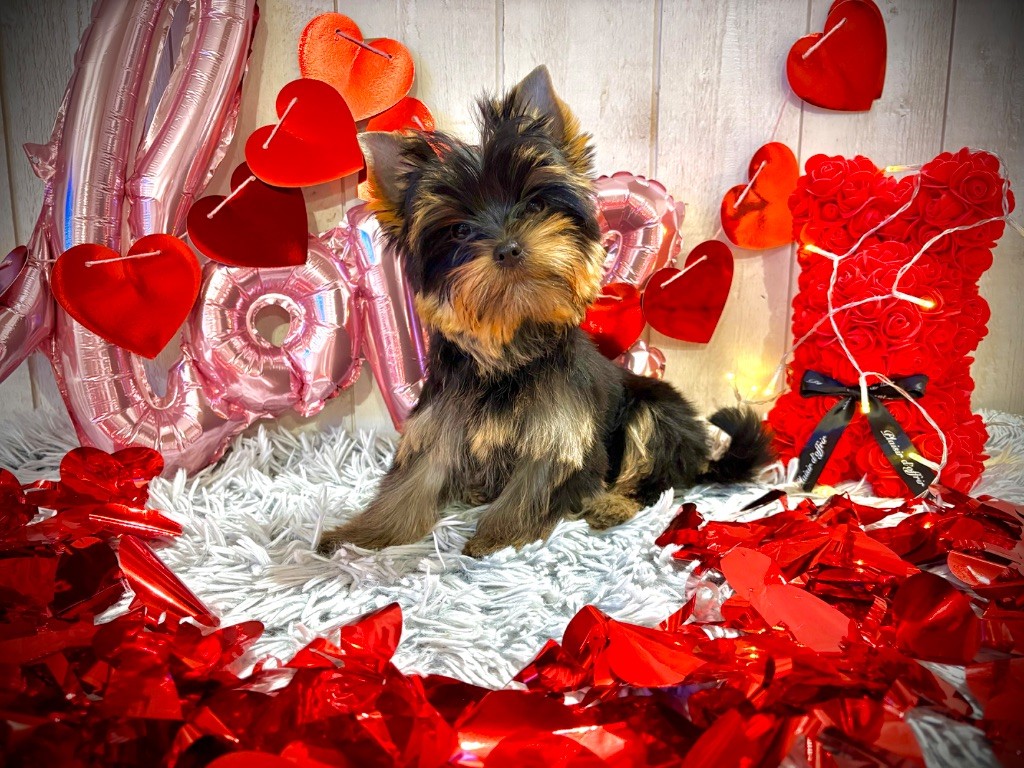 Eternal Blue Diamond - Chiots disponibles - Yorkshire Terrier